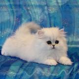 Lovely Kitten para su aprobaciÃ³n. 