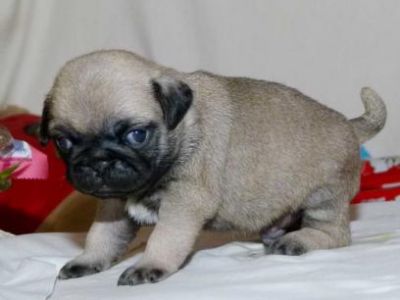 Adoráveis filhotes de pug para adopção