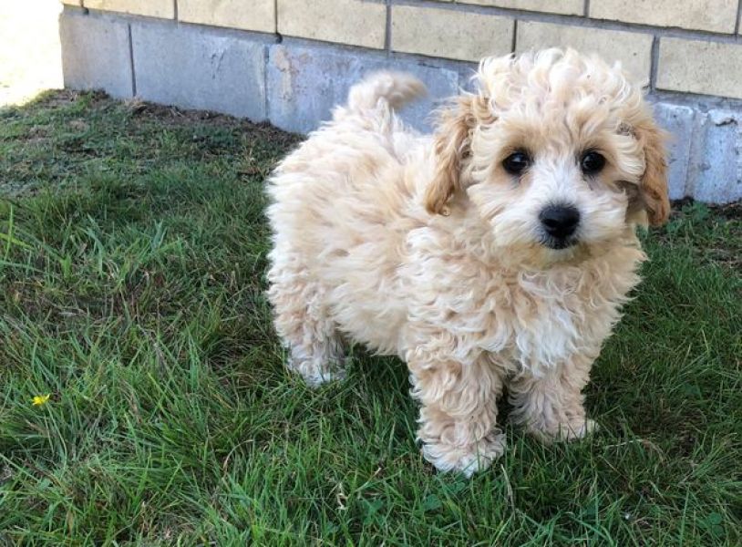 Filhotes de poodle lindos