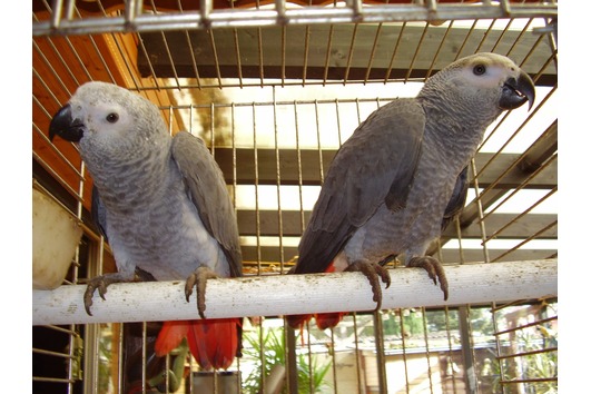 Papagaios cinzentos africanos e outras aves e ovos para venda