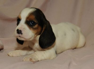 Lindos de Basset Hound  C/LOP