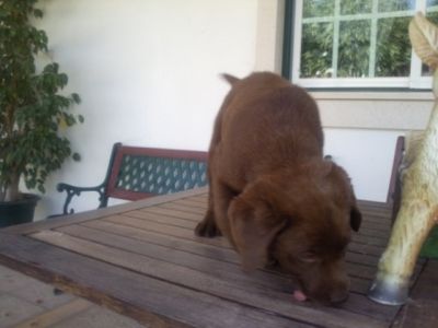 labradores entrega imediata -- exelentes 