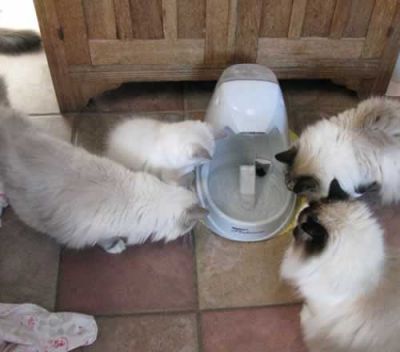 Gatinhos Ragdoll: mais bonito e adorável