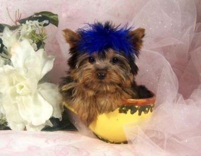 Teacup Yorkie cachorros maravilhosos para venda
