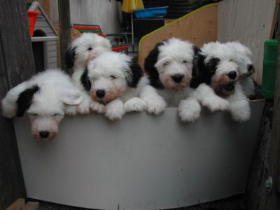 Filhotes Bobtail para ex-massa do presente.....