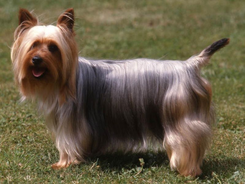  Spitz mâle : pilou : chien à adopter