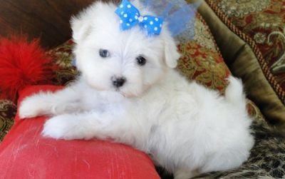 bonitos machos e fêmeas filhotes maltês para adoção