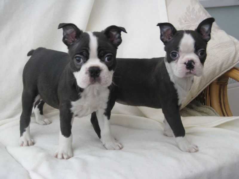 Preciosos cachorros de Boston Terrier en busca de nuevas viviendas