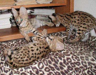 Savannah filhotes para venda