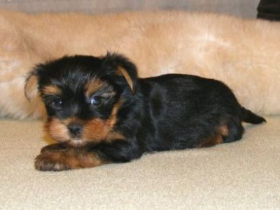 doce e amável yorkies filhotes para adoção