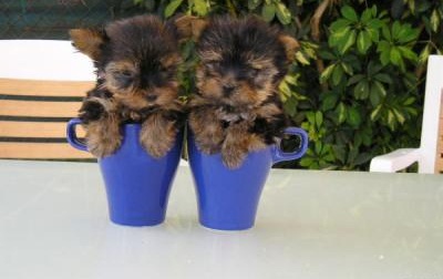 Cachorros de Terrier de Yorkshire de adoção