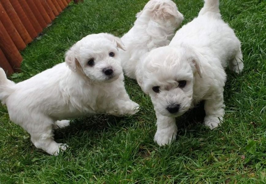 Filhotes Mini bichon Frise