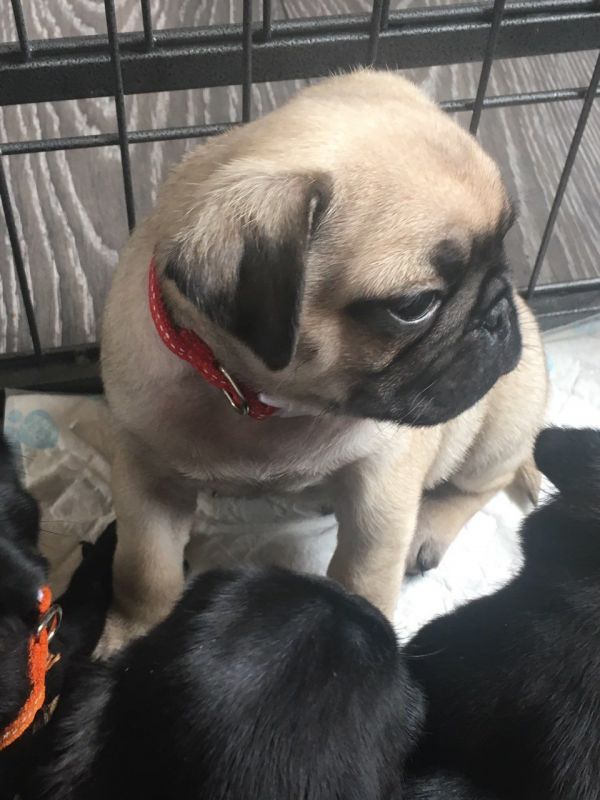 VaaFilhotes de Pug de raça pura para adoção. 