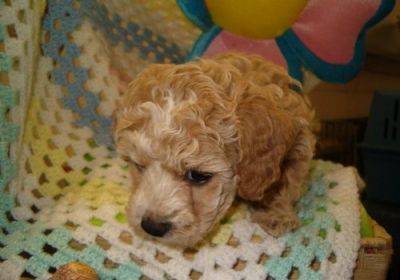 temos filhotes de labrador para adoção livre de contato para obter mais dados