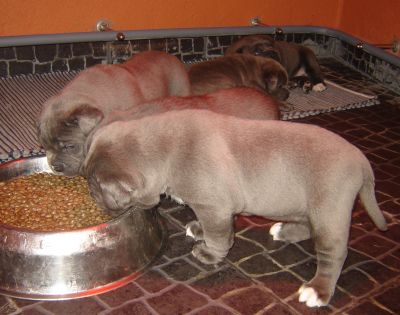 Casal do Libro - Cane Corso Italiano