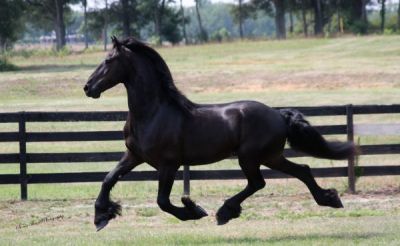  Cavalo Friesian macho para uma casa