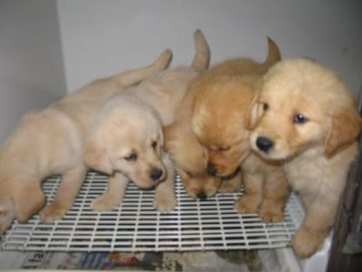 filhotes de cachorro labrador de voltar a ser casa