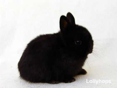 Coelhos Anão Holandês