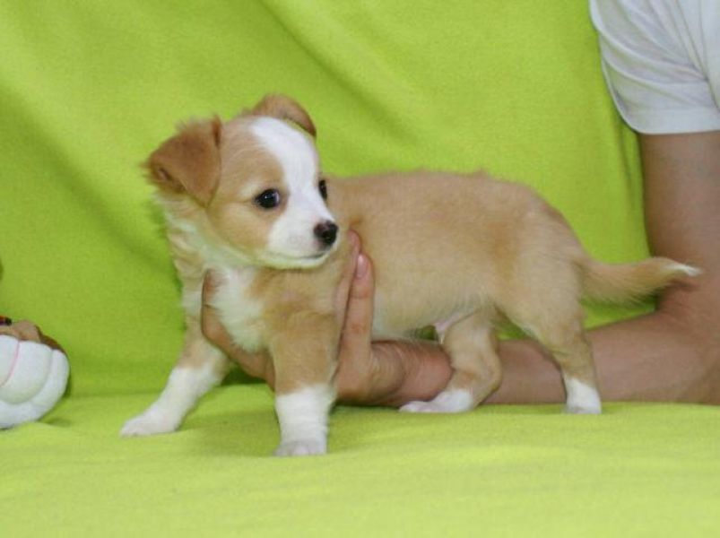 Filhote de cachorro minúsculo Extremamente bonito Chihuahua