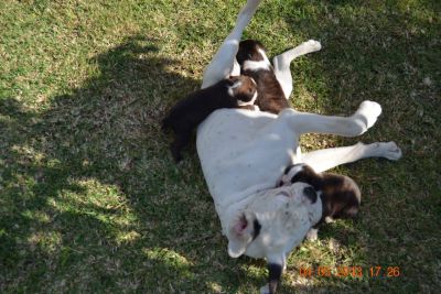 Boxer´s Cachorros