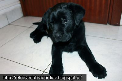 Retriever Labrador