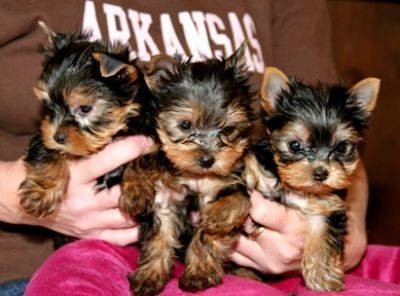 Filhotes de yorkshire terrier para adoção livre
