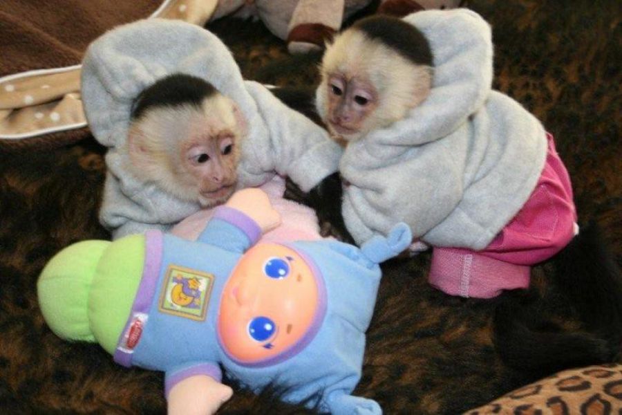 Capuchinhos macacos disponíveis para adoção.