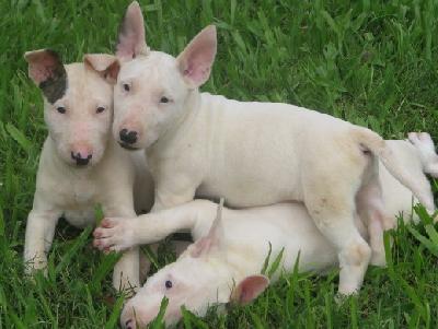 Ofereço Bull Terrier Muito Meigo