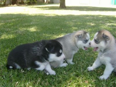 Husky siberiano filhotes