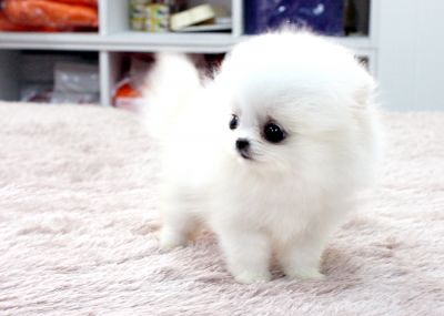 Pomeranian cachorros para adoção,