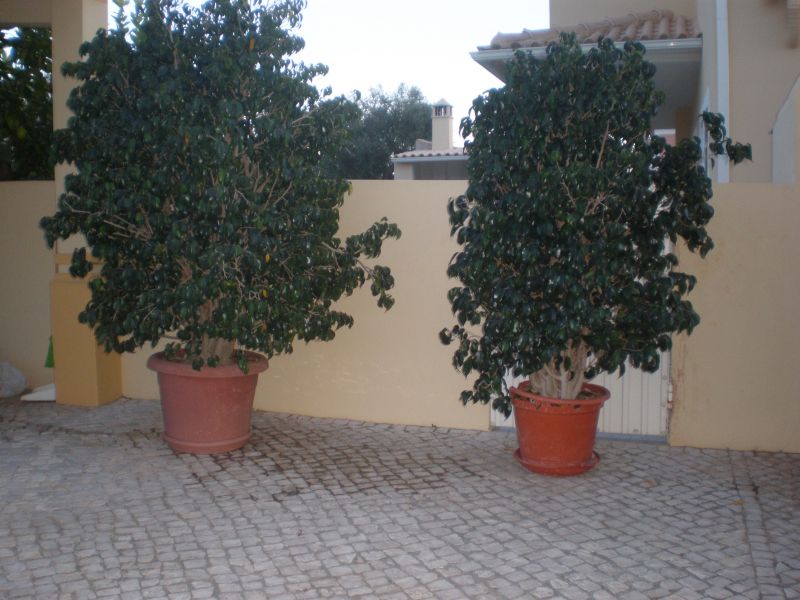 Algoz - Silves Vendo 2 plantas para jardim em vaso bom preço 