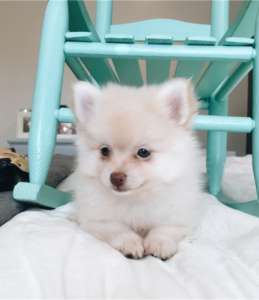 Filhotes de Pomerânia