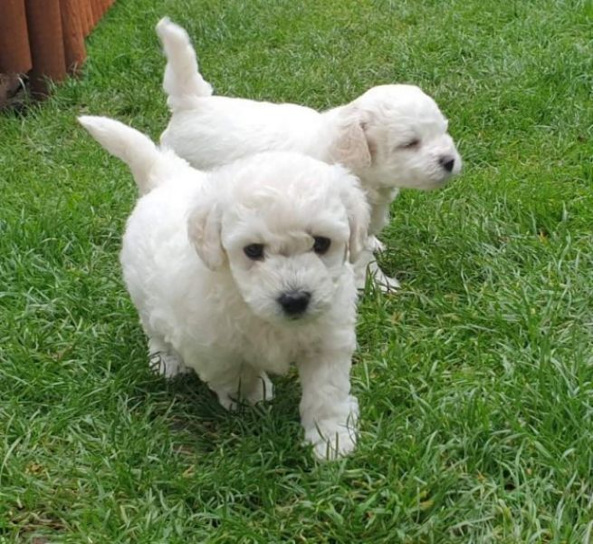 Filhotes Mini bichon Frise