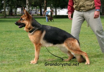 Cão de Pastor Alemão - Vulpos Velox