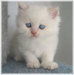 2 gatinho persa para adopção