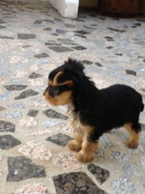 Vendo CADELA YorkShire Terrier