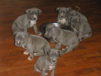 14 semanas de idade americano Bull Terrier Pit