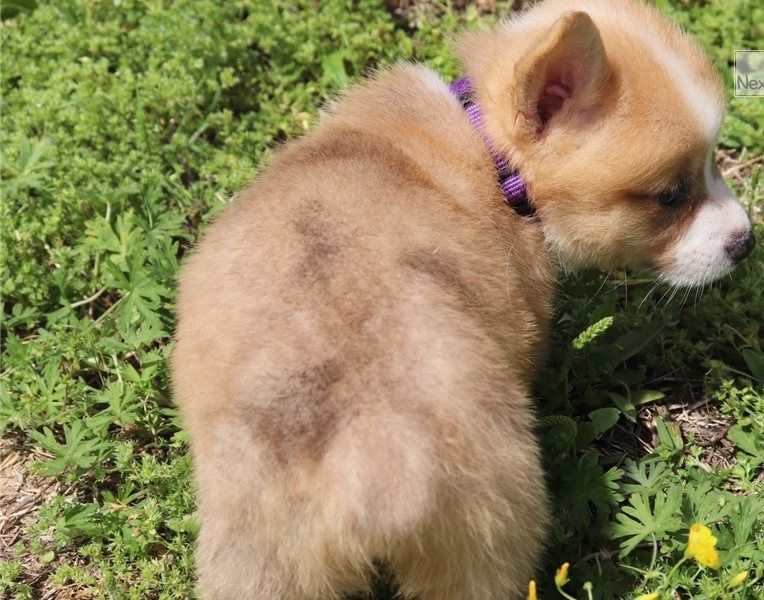 Filhotes de Pembroke Welsh Corgi