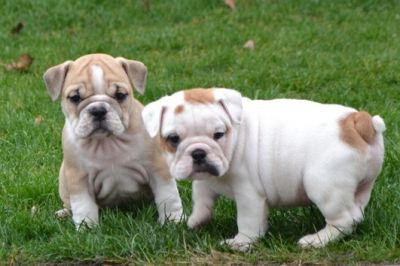 Bulldog Inglês filhotes para adoção