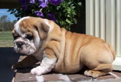 Qualidade Inglês bulldog cachorros para adopção.