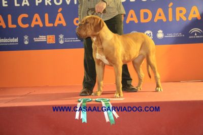 DOGUE DE BORDEAUX