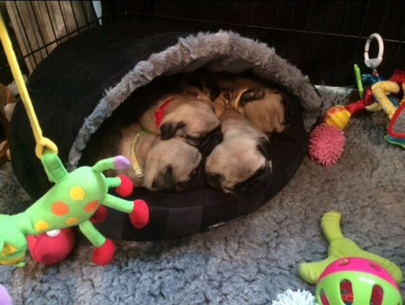 Filhotes de Pug saudáveis ​​com excelentes pedigrees.