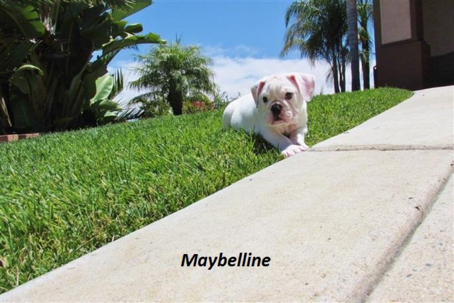 Maybelline and muffy