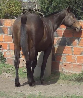 Cavalo - vendo fantástica égua de cria cheia, Sela Francês, 1.70m (linhagem de topo)