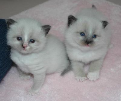 Ragdoll gatinhos para adoção- 
