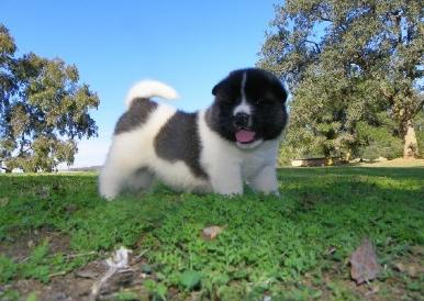 Akita filhotes para adoção