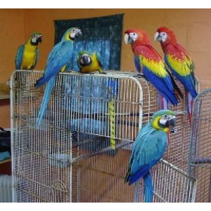 Todos os tipos de papagaios e ovos férteis para venda