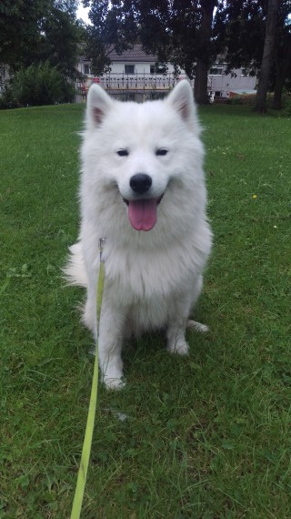 Samoyed Puppies Disponível Agora