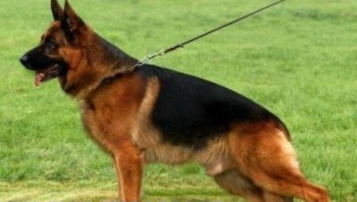 labradores entrega imediata -- exelentes 