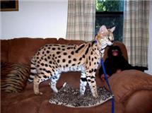 África exótica Serval, Ocelot, Savannah, gatinhos Caracal para venda